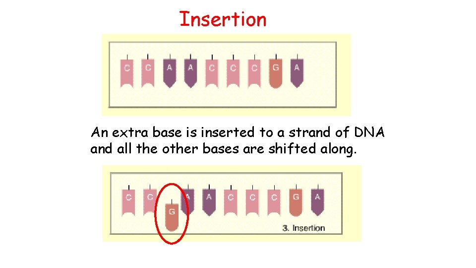 Insertion An extra base is inserted to a strand of DNA and all the
