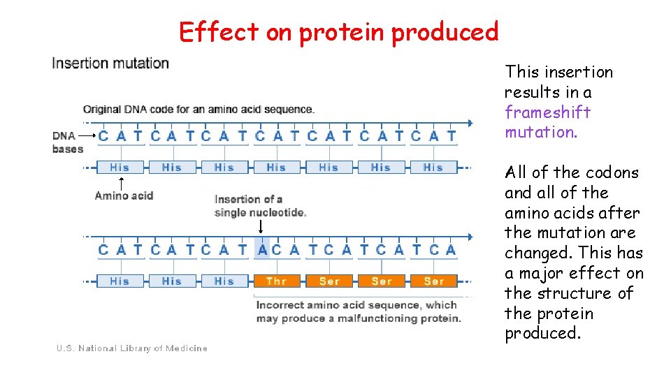 Effect on protein produced This insertion results in a frameshift mutation. All of the