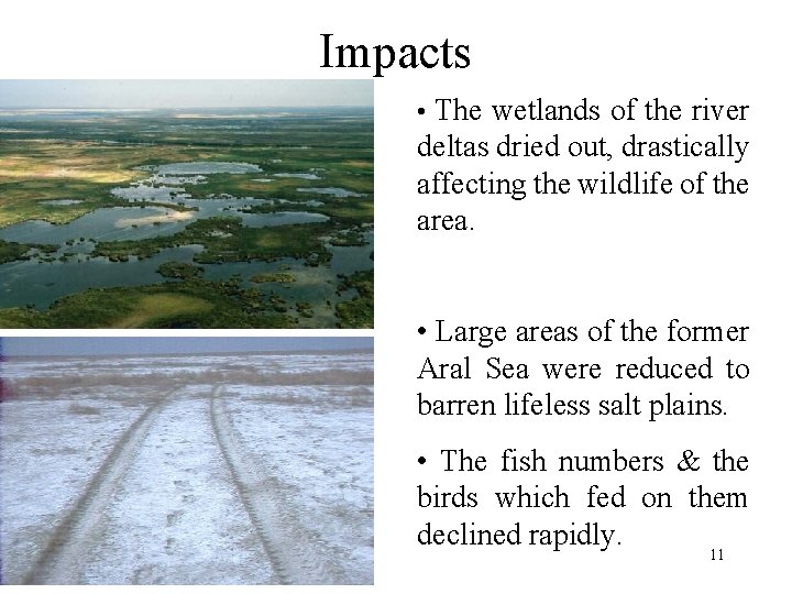 Impacts • The wetlands of the river deltas dried out, drastically affecting the wildlife