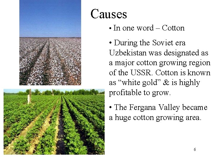 Causes • In one word – Cotton • During the Soviet era Uzbekistan was