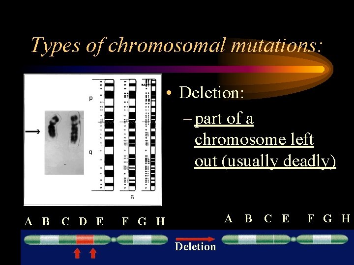 Types of chromosomal mutations: • Deletion: – part of a chromosome left out (usually Types of chromosomal mutations: • Deletion: – part of a chromosome left out (usually