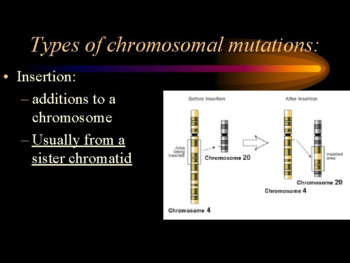 Types of chromosomal mutations: • Insertion: – additions to a chromosome – Usually from Types of chromosomal mutations: • Insertion: – additions to a chromosome – Usually from