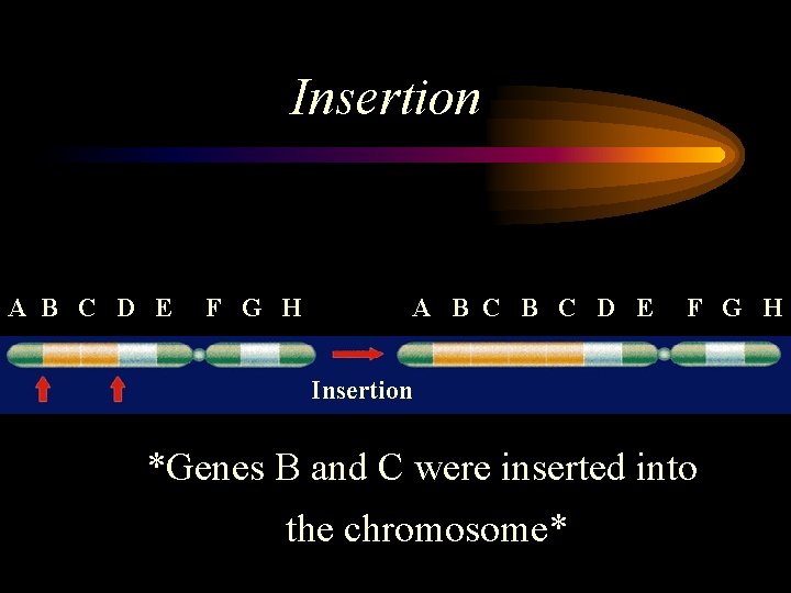 Insertion A B C D E F G H Insertion *Genes B and C Insertion A B C D E F G H Insertion *Genes B and C