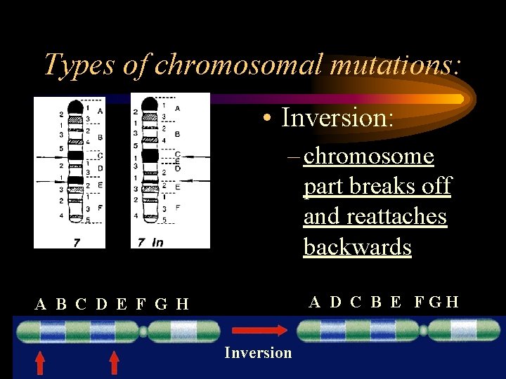 Types of chromosomal mutations: • Inversion: – chromosome part breaks off and reattaches backwards Types of chromosomal mutations: • Inversion: – chromosome part breaks off and reattaches backwards