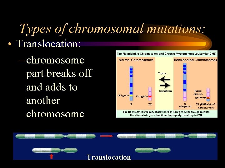 Types of chromosomal mutations: • Translocation: – chromosome part breaks off and adds to Types of chromosomal mutations: • Translocation: – chromosome part breaks off and adds to