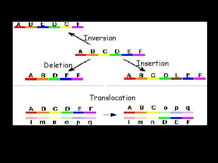 Inversion Insertion Deletion Translocation Inversion Insertion Deletion Translocation