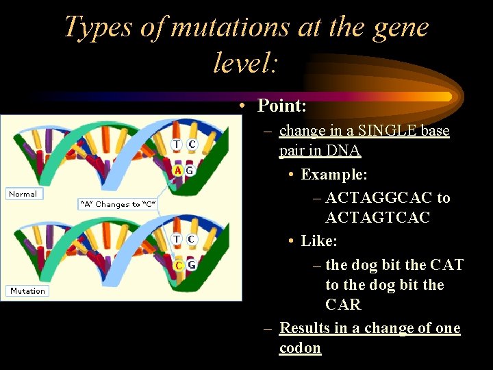 Types of mutations at the gene level: • Point: – change in a SINGLE Types of mutations at the gene level: • Point: – change in a SINGLE
