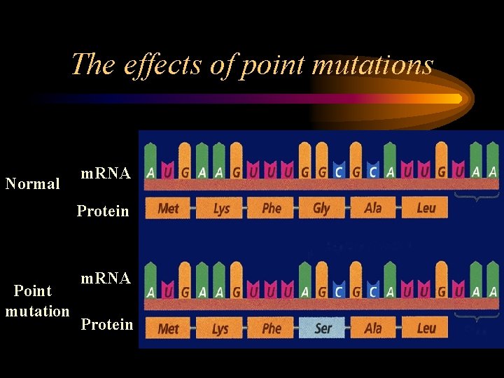 The effects of point mutations Normal m. RNA Protein Point mutation m. RNA Protein The effects of point mutations Normal m. RNA Protein Point mutation m. RNA Protein