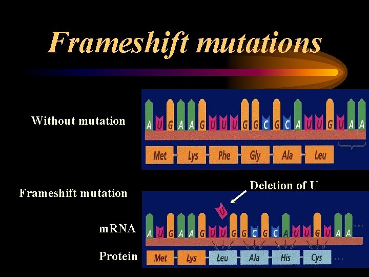 Frameshift mutations Without mutation Frameshift mutation m. RNA Protein Deletion of U Frameshift mutations Without mutation Frameshift mutation m. RNA Protein Deletion of U