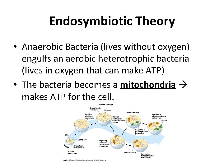 Endosymbiotic Theory • Anaerobic Bacteria (lives without oxygen) engulfs an aerobic heterotrophic bacteria (lives Endosymbiotic Theory • Anaerobic Bacteria (lives without oxygen) engulfs an aerobic heterotrophic bacteria (lives