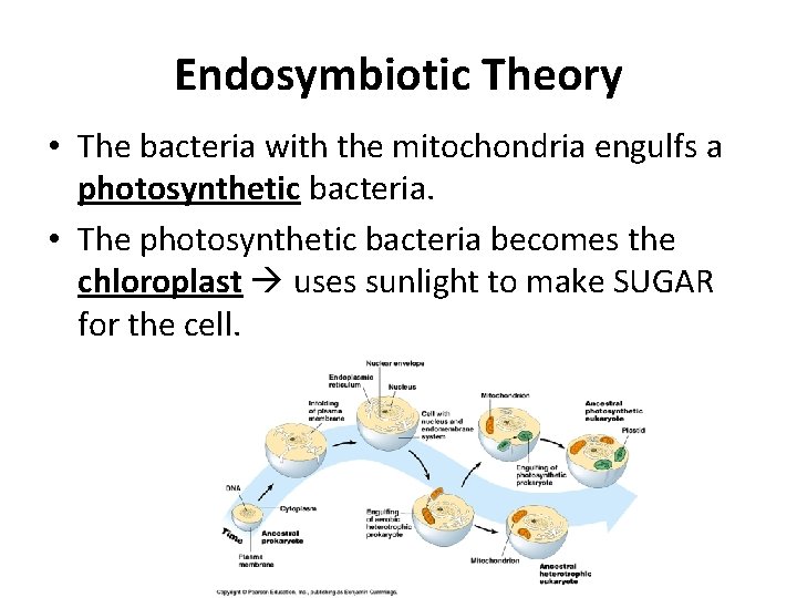 Endosymbiotic Theory • The bacteria with the mitochondria engulfs a photosynthetic bacteria. • The Endosymbiotic Theory • The bacteria with the mitochondria engulfs a photosynthetic bacteria. • The