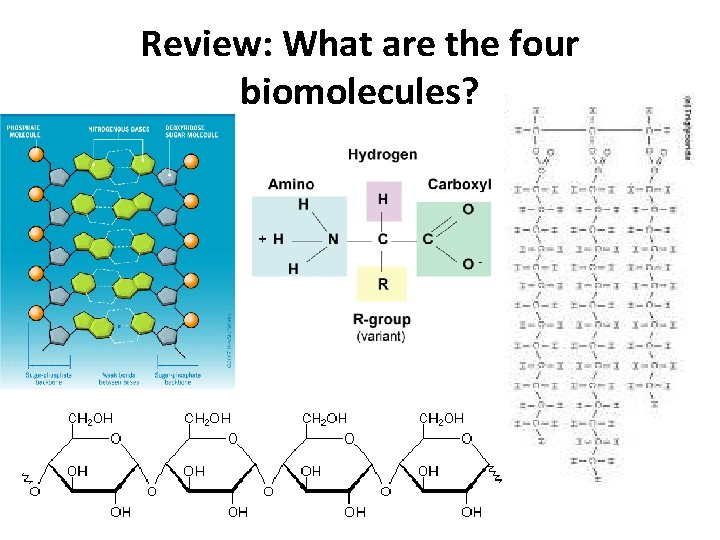 Review: What are the four biomolecules? Review: What are the four biomolecules?