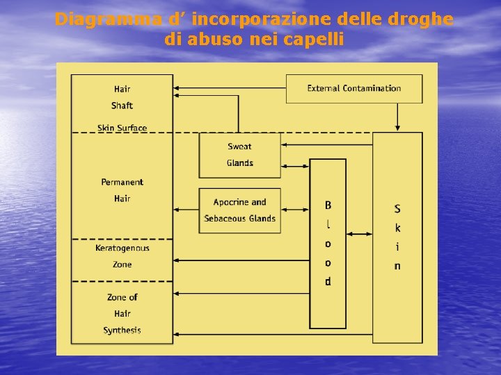 Diagramma d’ incorporazione delle droghe di abuso nei capelli 