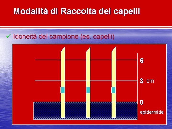 Modalità di Raccolta dei capelli ü Idoneità del campione (es. capelli) 6 3 cm