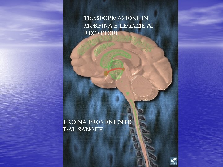 TRASFORMAZIONE IN MORFINA E LEGAME AI RECETTORI EROINA PROVENIENTE DAL SANGUE 