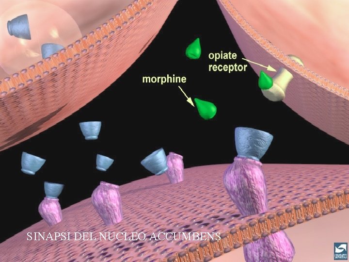 SINAPSI DEL NUCLEO ACCUMBENS 