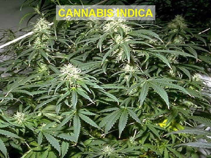 CANNABIS INDICA 