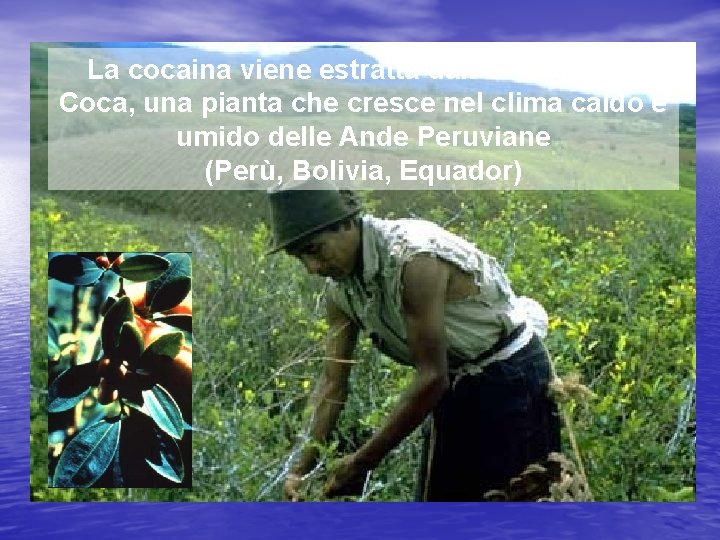 La cocaina viene estratta dall’Eritroxylum Coca, una pianta che cresce nel clima caldo e