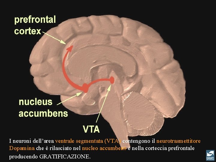 I neuroni dell’area ventrale segmentata (VTA) contengono il neurotrasmettitore Dopamina che è rilasciato nel