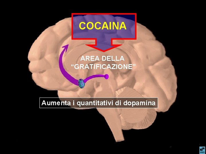 COCAINA AREA DELLA “GRATIFICAZIONE” Aumenta i quantitativi di dopamina 