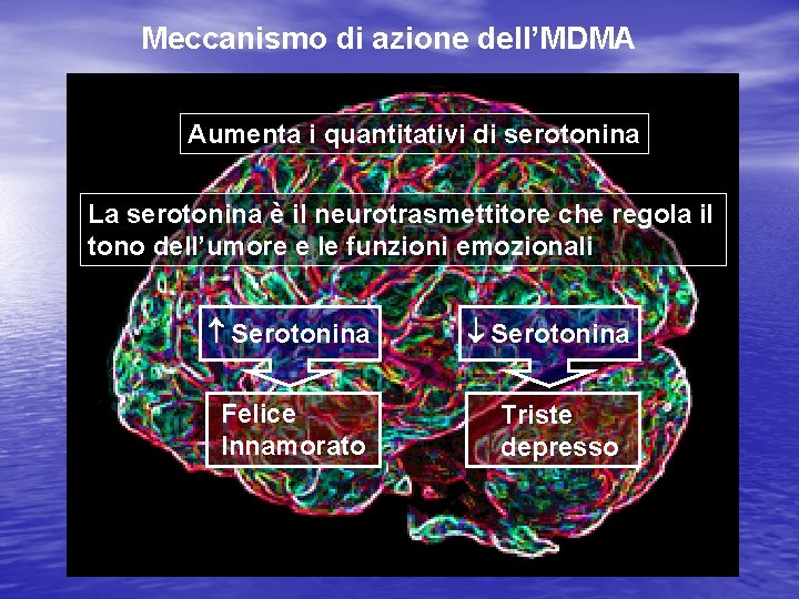 Meccanismo di azione dell’MDMA Aumenta i quantitativi di serotonina La serotonina è il neurotrasmettitore