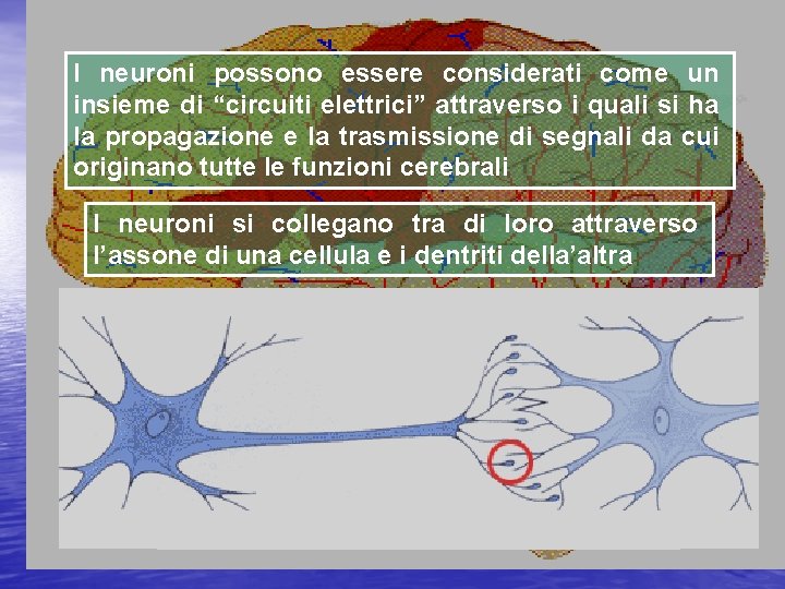 I neuroni possono essere considerati come un insieme di “circuiti elettrici” attraverso i quali