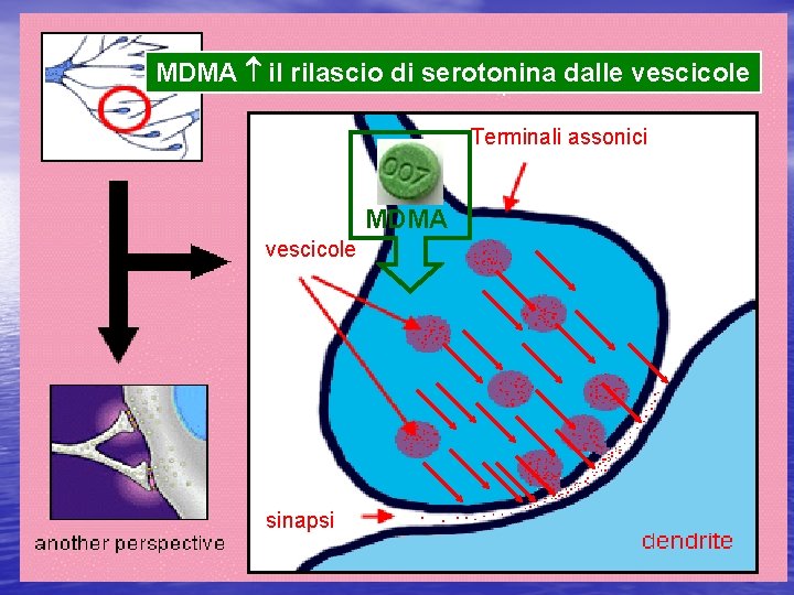 MDMA il rilascio di serotonina dalle vescicole Terminali assonici MDMA vescicole sinapsi 