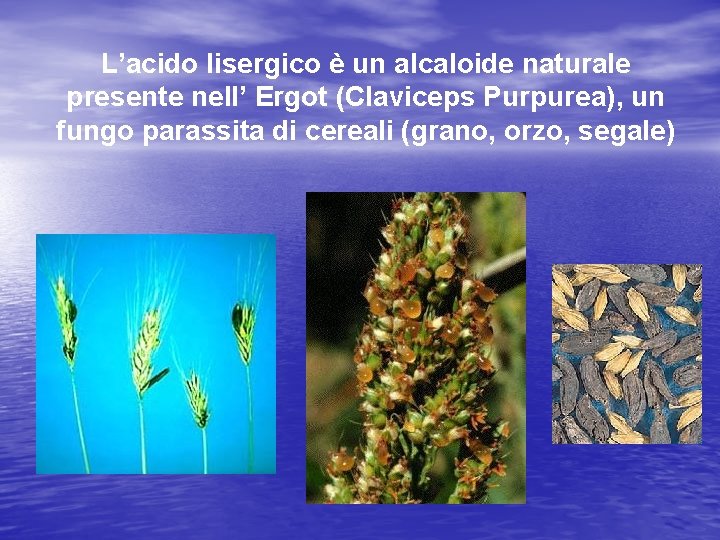 L’acido lisergico è un alcaloide naturale presente nell’ Ergot (Claviceps Purpurea), un fungo parassita