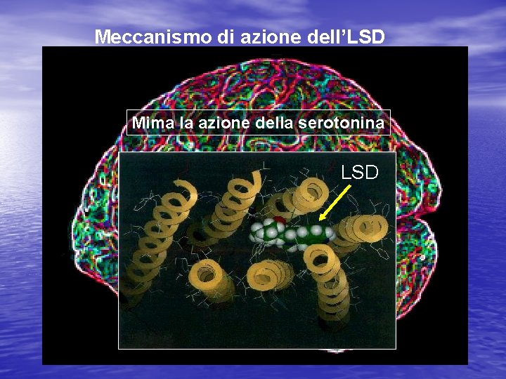 Meccanismo di azione dell’LSD Mima la azione della serotonina LSD 