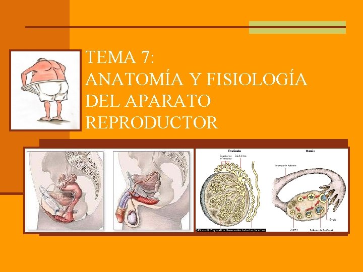 TEMA 7: ANATOMÍA Y FISIOLOGÍA DEL APARATO REPRODUCTOR 