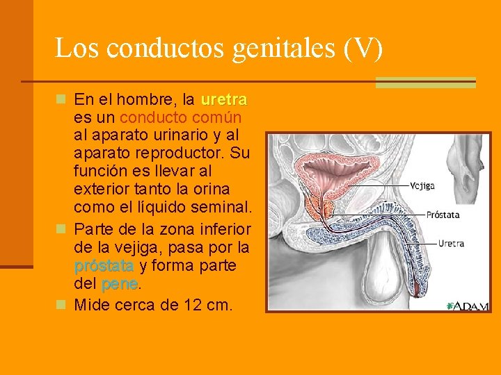 Los conductos genitales (V) n En el hombre, la uretra es un conducto común