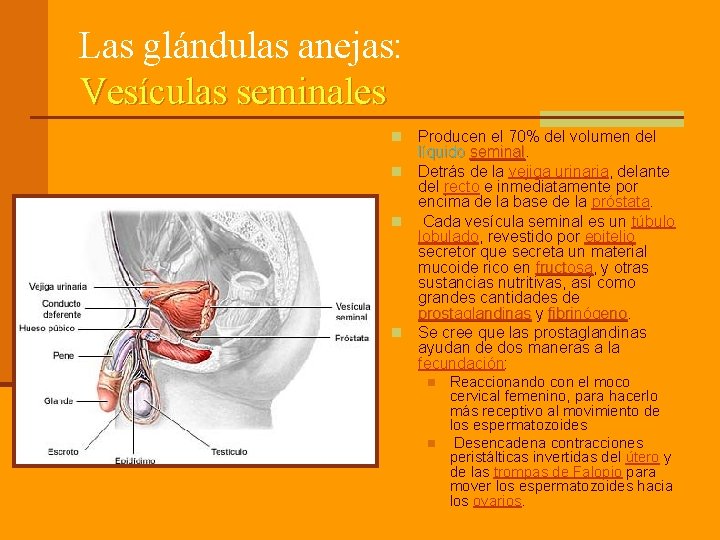 Las glándulas anejas: Vesículas seminales Producen el 70% del volumen del líquido seminal n