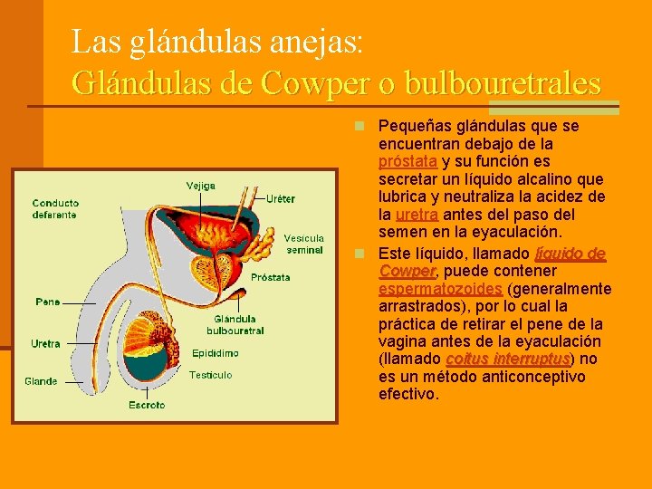 Las glándulas anejas: Glándulas de Cowper o bulbouretrales n Pequeñas glándulas que se encuentran