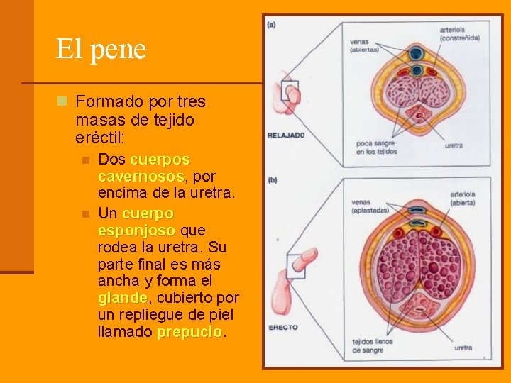 El pene n Formado por tres masas de tejido eréctil: n n Dos cuerpos