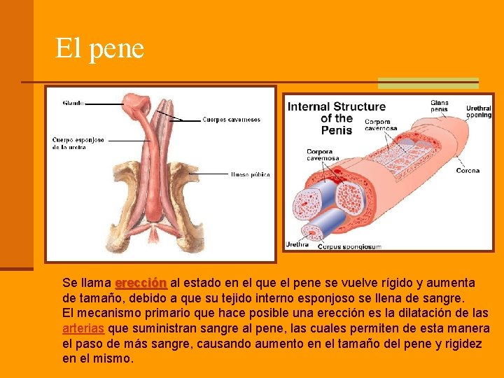 El pene Se llama erección al estado en el que el pene se vuelve