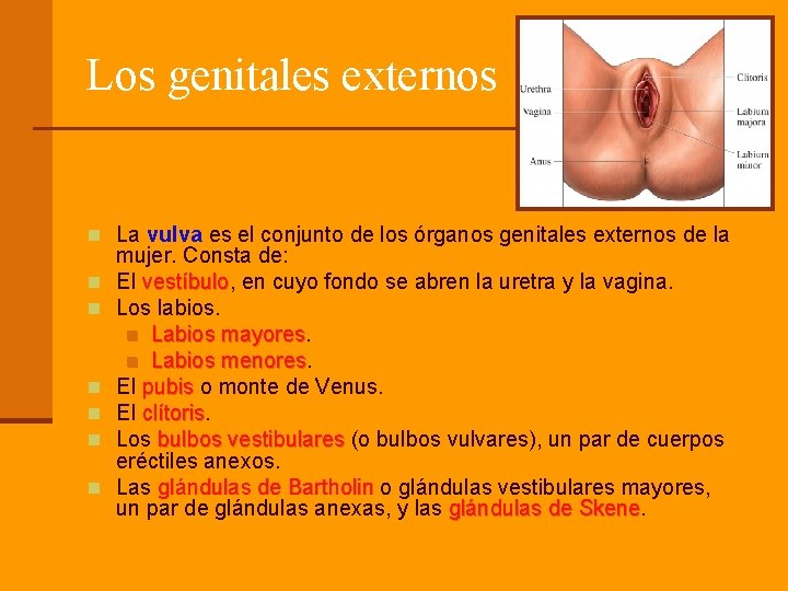 Los genitales externos n La vulva es el conjunto de los órganos genitales externos