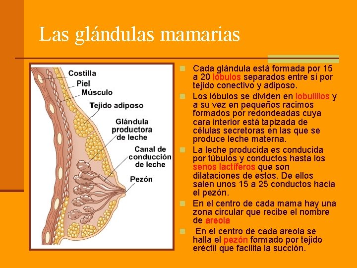 Las glándulas mamarias n Cada glándula está formada por 15 n n a 20