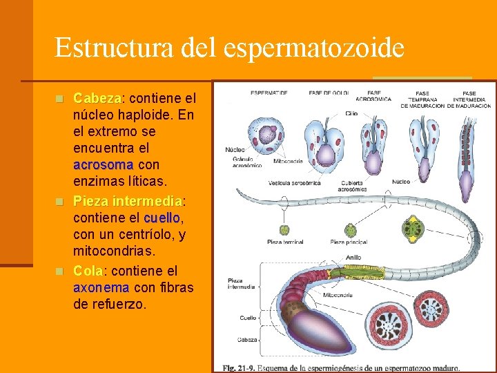 Estructura del espermatozoide n Cabeza: contiene el Cabeza núcleo haploide. En el extremo se