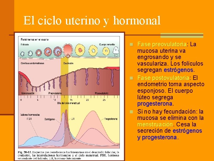 El ciclo uterino y hormonal n Fase preovulatoria: La preovulatoria mucosa uterina va engrosando