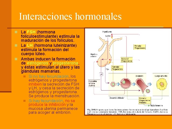 Interacciones hormonales n La FSH (hormona FSH foliculoestimulante) estimula la maduración de los folículos.