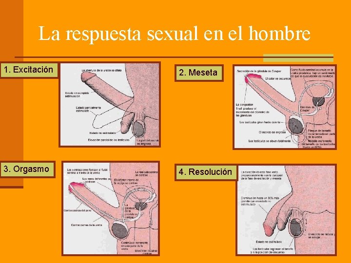 La respuesta sexual en el hombre 1. Excitación 2. Meseta 3. Orgasmo 4. Resolución