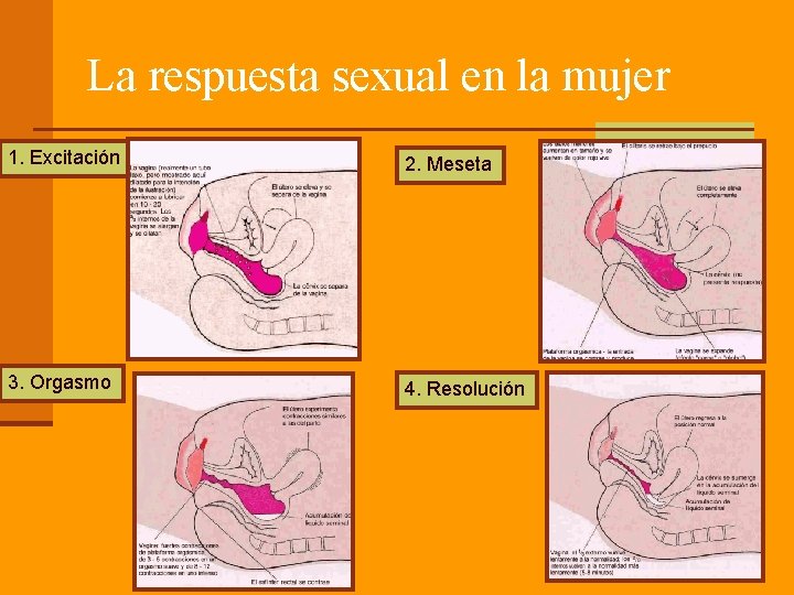 La respuesta sexual en la mujer 1. Excitación 2. Meseta 3. Orgasmo 4. Resolución