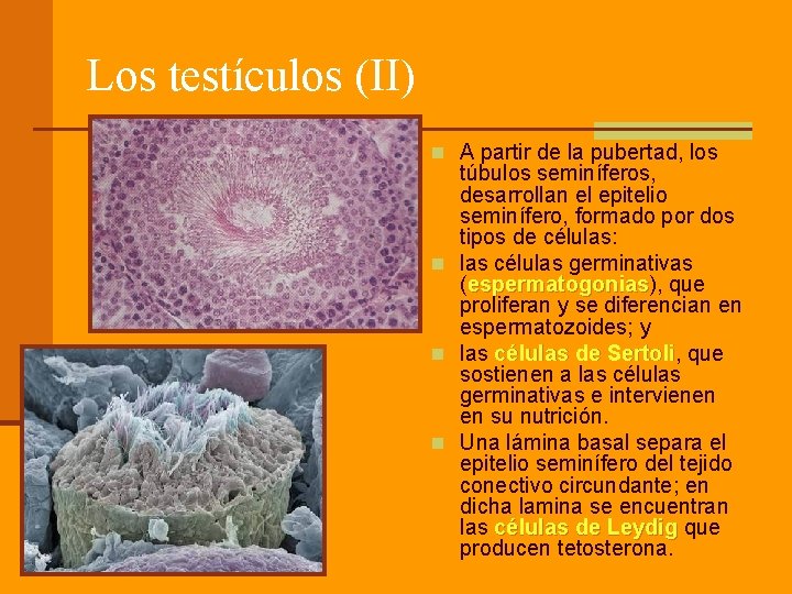 Los testículos (II) n A partir de la pubertad, los túbulos seminíferos, desarrollan el
