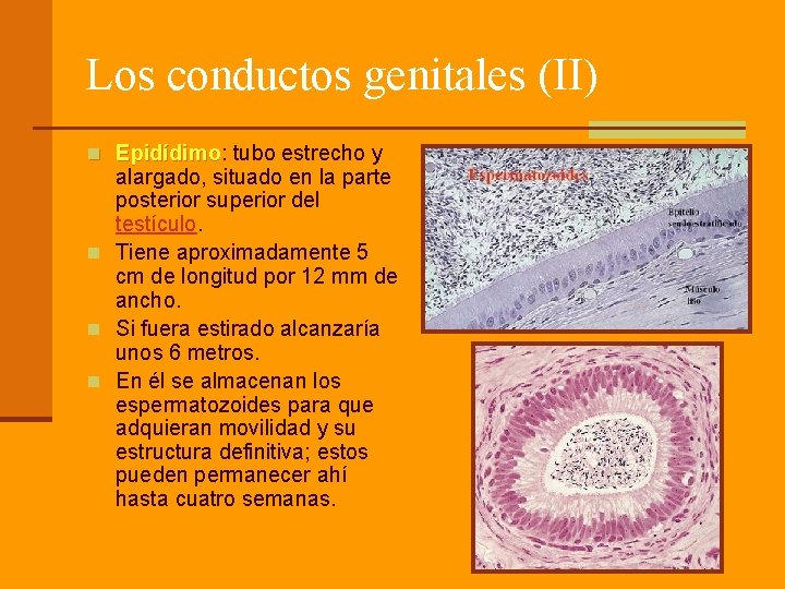 Los conductos genitales (II) n Epidídimo: tubo estrecho y Epidídimo alargado, situado en la