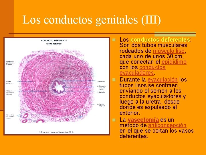 Los conductos genitales (III) n Los conductos deferentes: deferentes Son dos tubos musculares rodeados