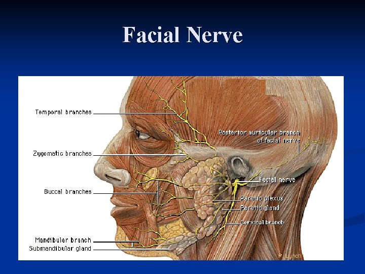 Facial Nerve 