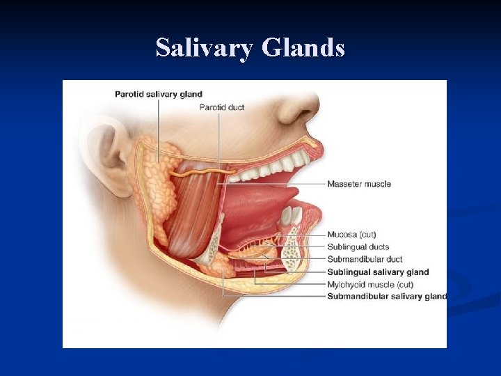 Salivary Glands 