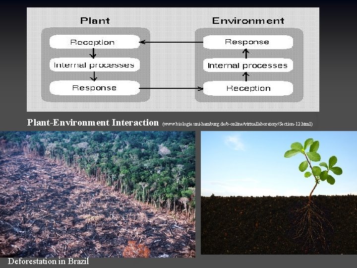 Plant-Environment Interaction (www. biologie. uni-hamburg. de/b-online/virtuallaboratory/Section-12. html) Deforestation in Brazil 