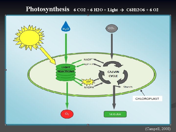 Photosynthesis 6 CO 2 + 6 H 2 O + Light → C 6