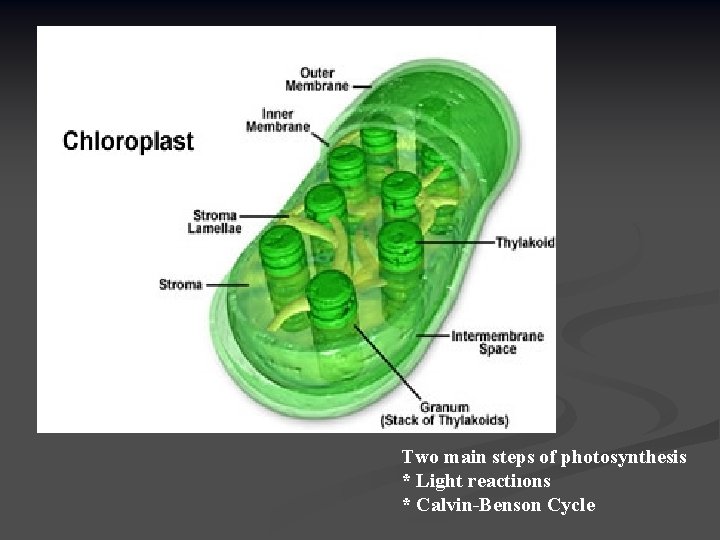 Two main steps of photosynthesis * Light reactiıons * Calvin-Benson Cycle 